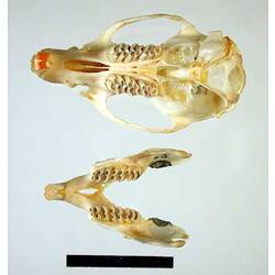 Rodent skull and lower jaws, internal surfaces visible.