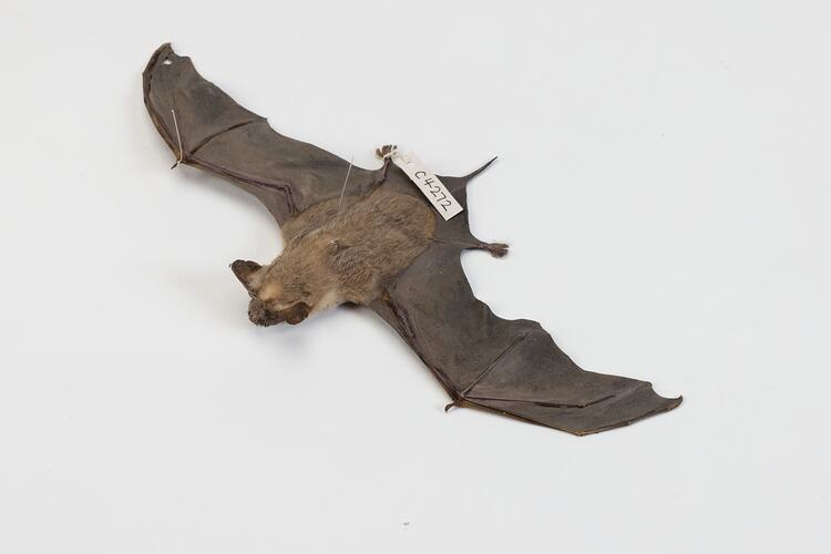 <em>Ozimops</em> sp., free-tailed bat. [C 4272]