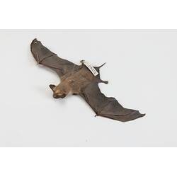 Our Wondrous Planet, Our Wild Family: Skin - Free-tailed bat, <em>Ozimops</em>