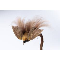 <em>Paradisaea decora</em>, Goldie's Bird-of-Paradise. [45558]