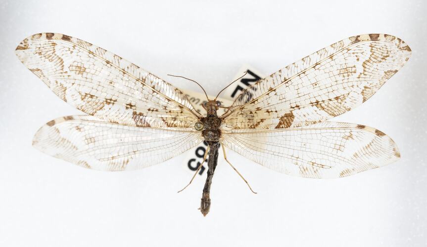 <em>Australysmus neboissi</em>, lacewing. [NEU 2385]