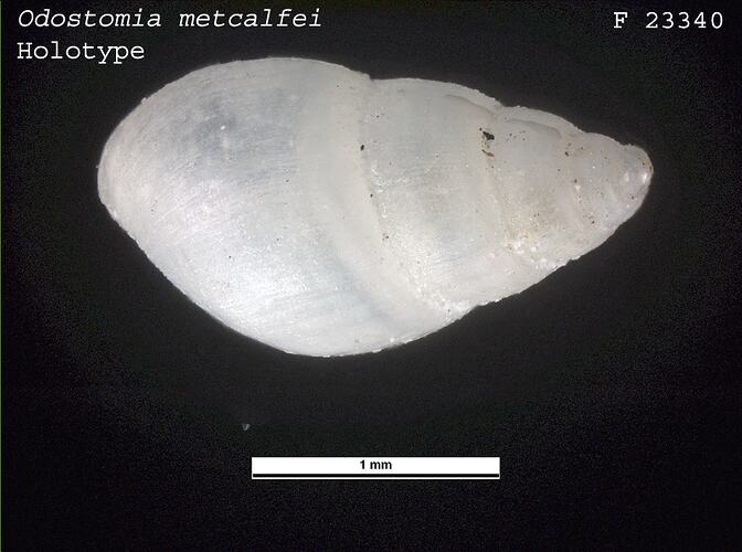 Dorsal view of smooth white snail shell.