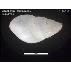Dorsal view of smooth white snail shell.