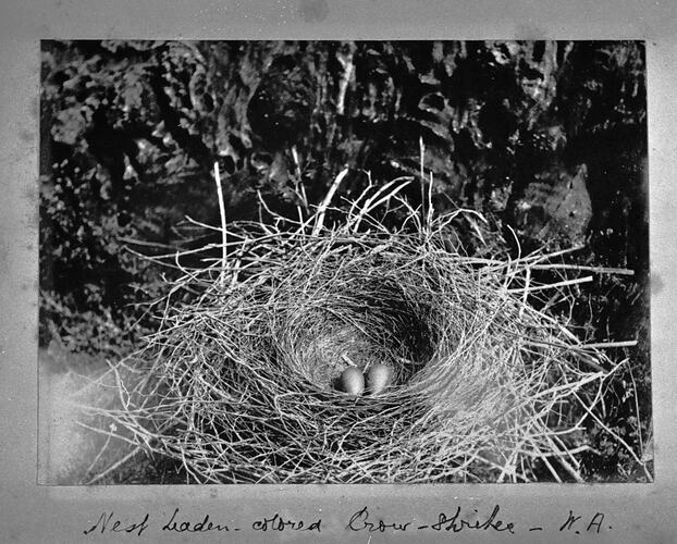 Nest of Leaden-colored Crow Shrike - W.A.
