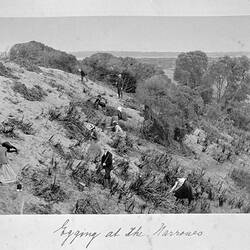 Photograph - 'Egging at the Narrows', by A.J. Campbell, Phillip Island, Victoria, Nov 1902
