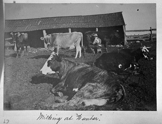 Milking at "Dunbar"