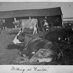 Photograph - 'Milking at Dunbar', by A.J. Campbell, Victoria, circa 1895