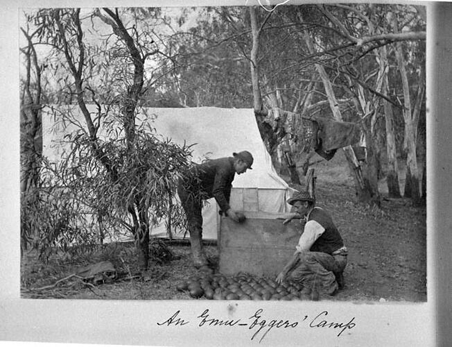 An Emu-Egger's Camp.