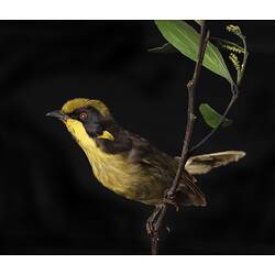 Our Wondrous Planet, Our Wild Family: Taxidermy Mount - Helmeted Honeyeater, <em>Lichenostomus melanops cassidix</em>