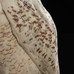 <em>Nyctea scandiaca</em>, Snowy Owl. [B 21611]