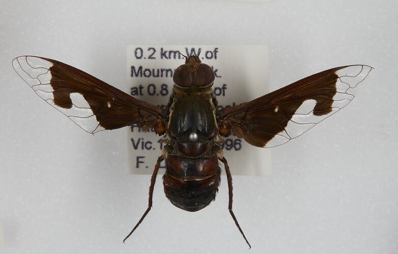 <em>Balaana</em> sp., bee fly. [DIP 3156]