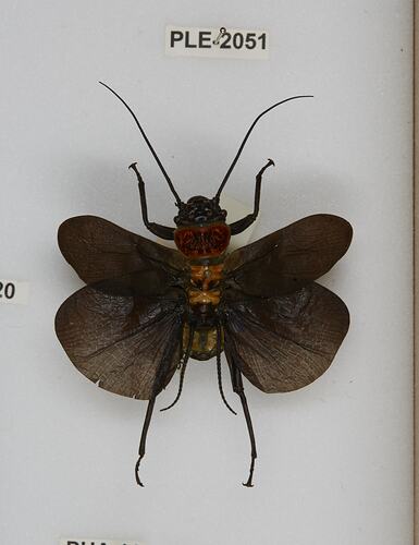 <em>Thaumatoperla robusta</em>, stonefly. [PLE 2051]