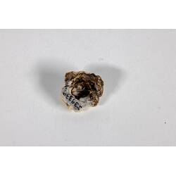 <em>Catomerus polymerus</em>, Surf Barnacle. [J 39339.1]