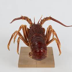 <em>Jasus edwardsii</em>, Southern Rock Lobster. [J 75632]