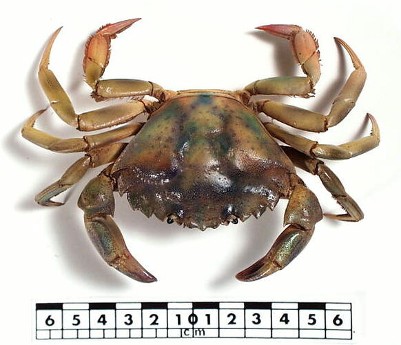 Dorsal view of crab specimen beside scale bar.