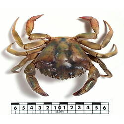 Dorsal view of crab specimen beside scale bar.