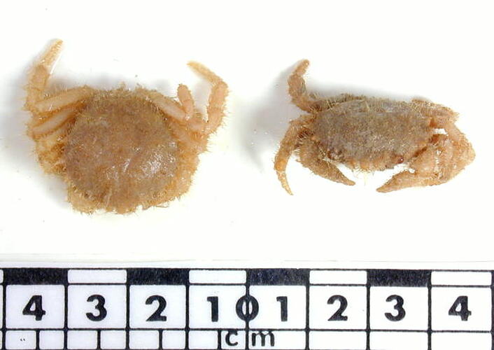 Male and female crabs, dorsal view, beside scale bar.