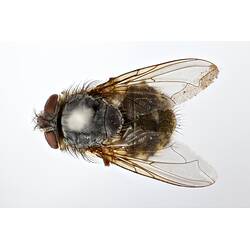 Dorsal view of pinned blowlfy specimen.