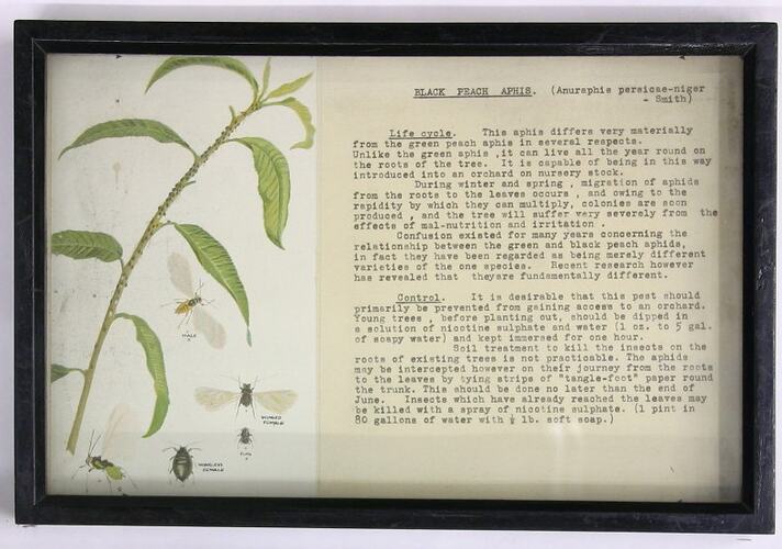 Display box Botanical pests and typed information.
