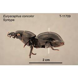Beetle specimen, lateral view.