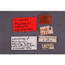 Entomology type specimen labels.
