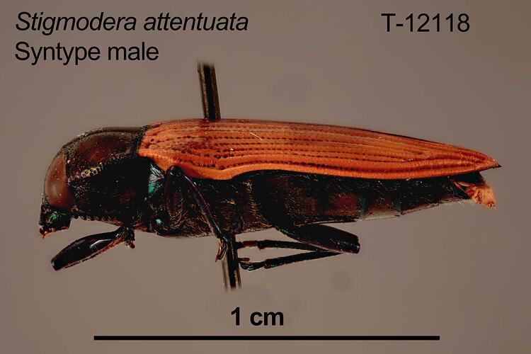 Pinned jewel beetle specimen, male, lateral view.