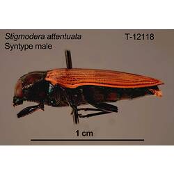 Pinned jewel beetle specimen, male, lateral view.