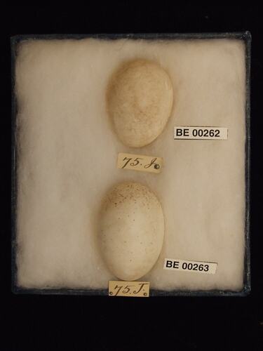 Two bird eggs with specimen labels in box.