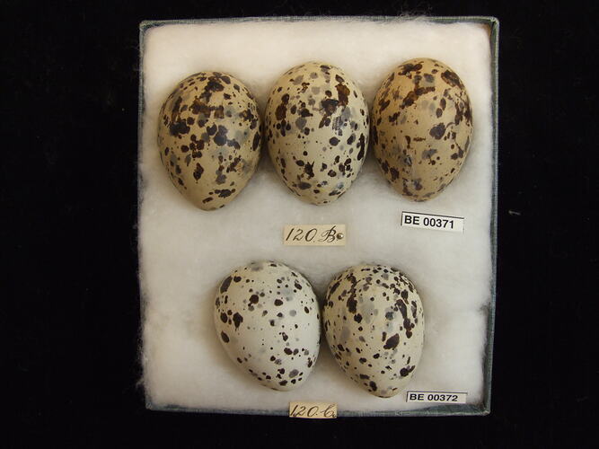 Five bird eggs with specimen labels in box.