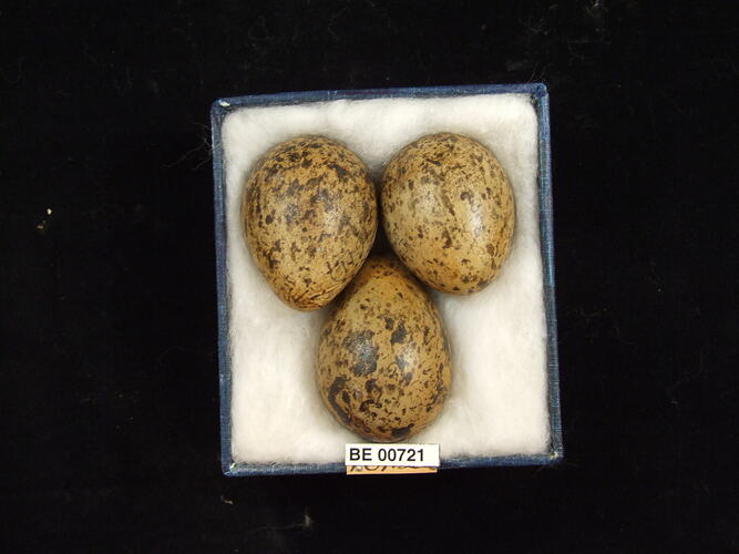 Three bird eggs with specimen labels in box.