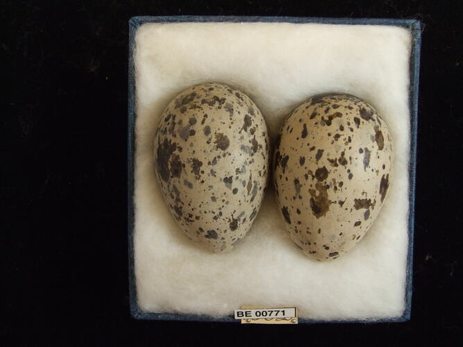 Two bird eggs with specimen labels in box.