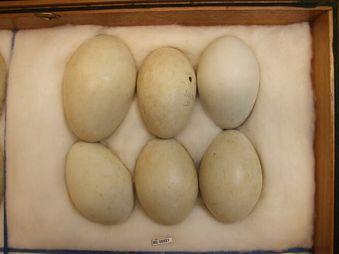 Close up of six bird eggs in drawer.