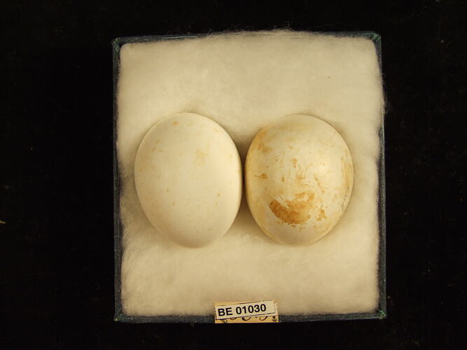 Two bird eggs and specimen label in box.