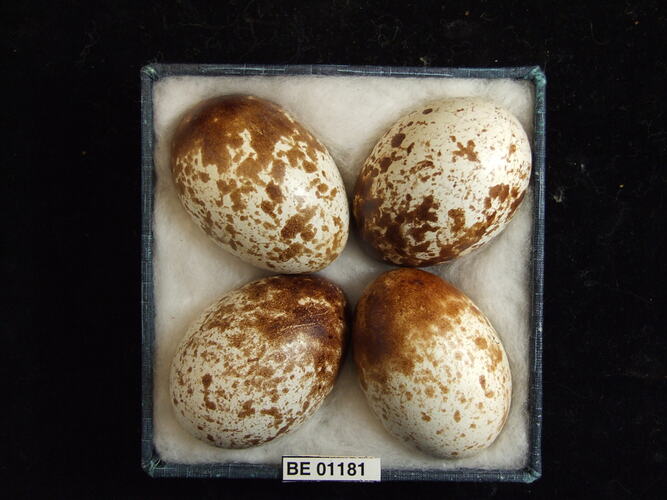 Four bird eggs with specimen labels in box.