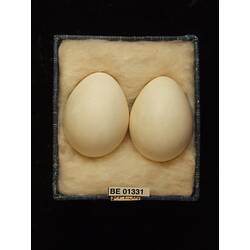 Two bird eggs with specimen labels in box.