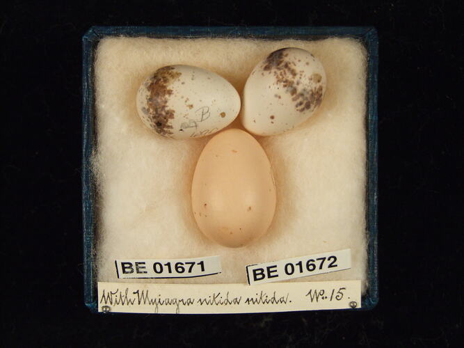 Three bird eggs with specimen labels in box.