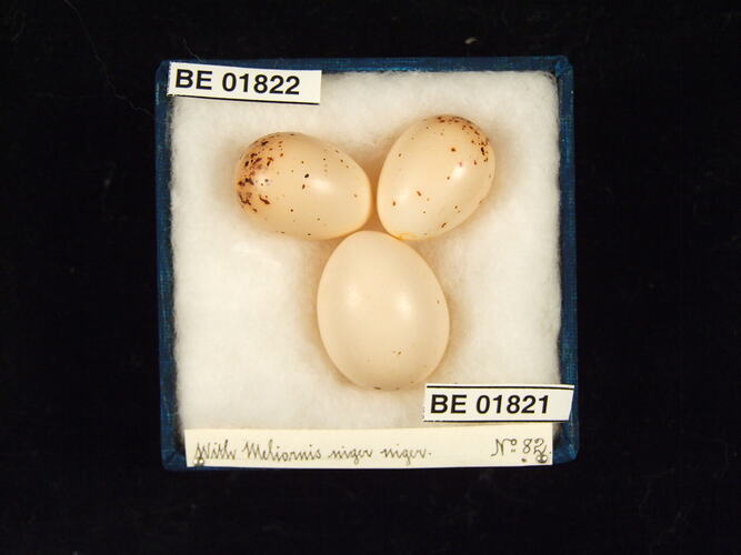 Three bird eggs with specimen labels in box.