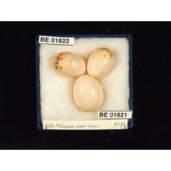 <em>Phylidonyris nigra nigra</em>