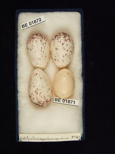 Four bird eggs with specimen labels in box.