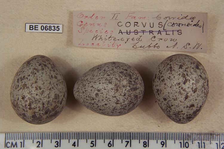 Three bird eggs with specimen labels beside ruler.