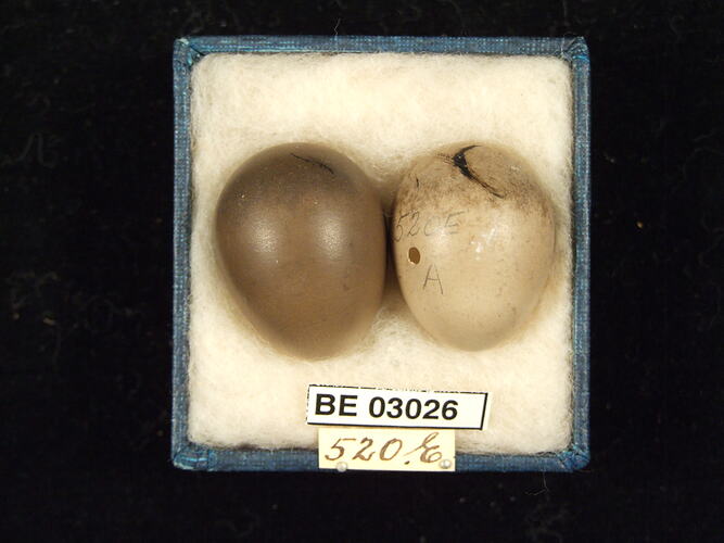 Two bird eggs in box with labels.