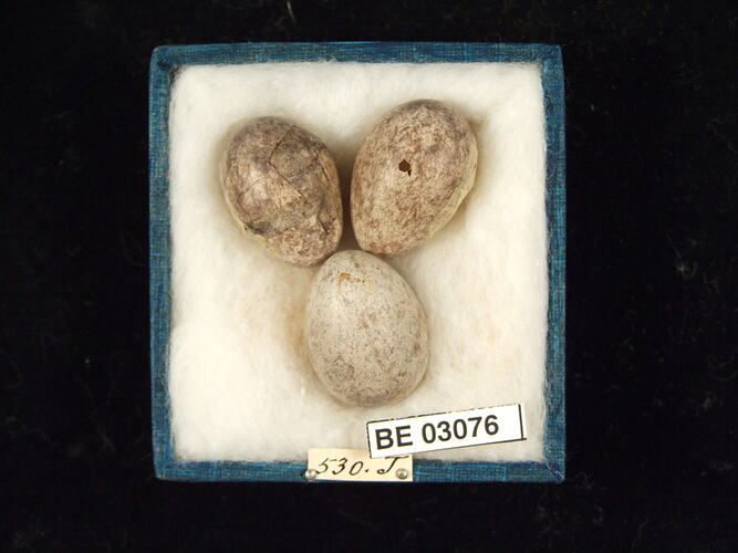 Three bird eggs in box with labels.