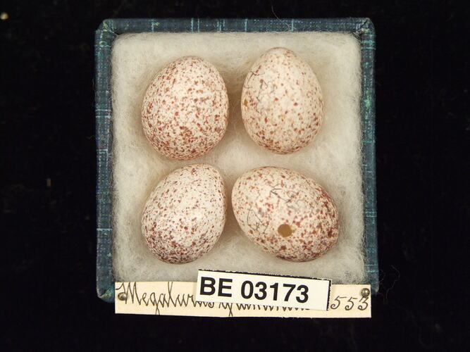 Four bird eggs in box with labels.