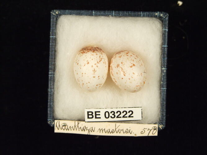 Two bird eggs in box with labels.