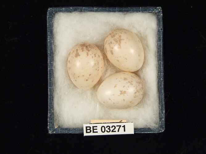 Three bird eggs in box with labels.