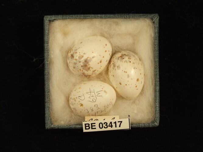 Three bird eggs in box with labels.