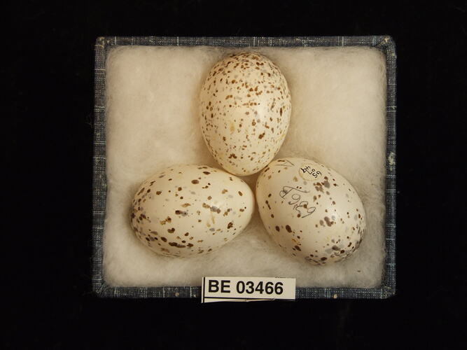 Three bird eggs in box with specimen label.