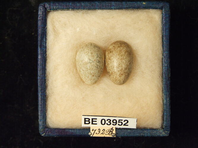 Two bird eggs in box with specimen labels.