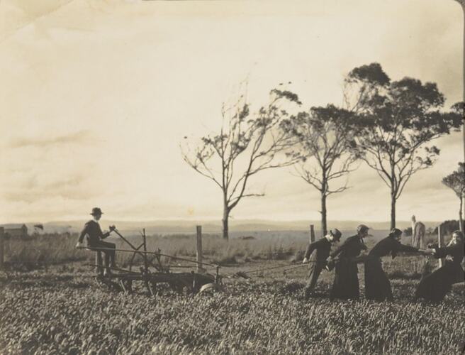 Digital Photograph - Men and Women  Ploughing, Woodside, circa 1910