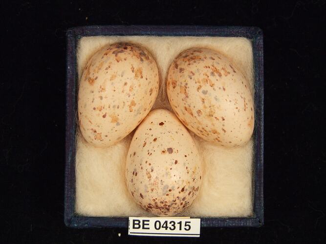 Three bird eggs in box with specimen labels.